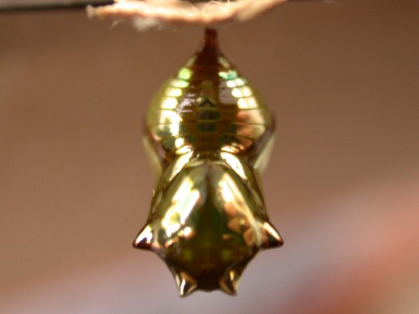 Pteronymia oneida pupa, KRW-91