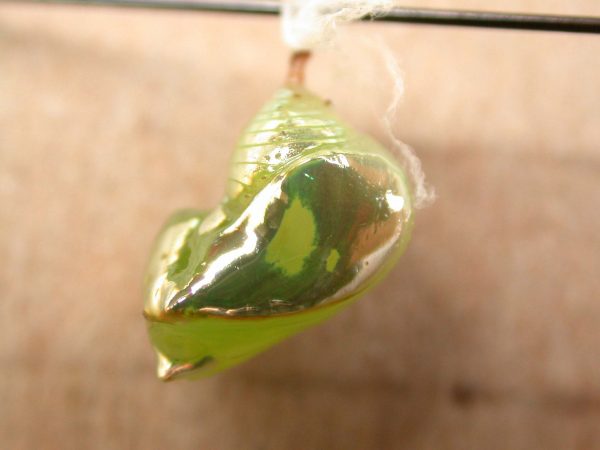 Pteronymia oneida pupa, KRW-91