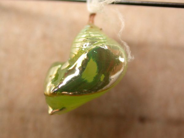 Pteronymia oneida pupa, KRW-91