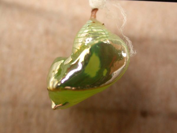 Pteronymia oneida pupa, KRW-91