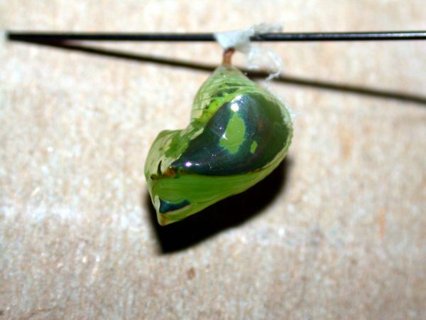 Pteronymia oneida pupa, KRW-91