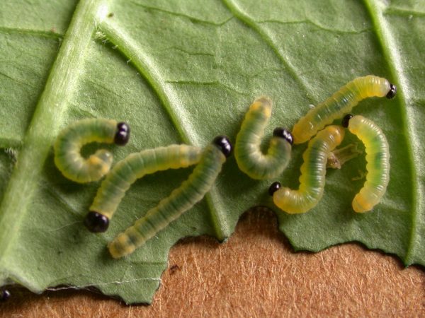 Pteronymia ozia 2nd instar or 3rd instar, KRW-185