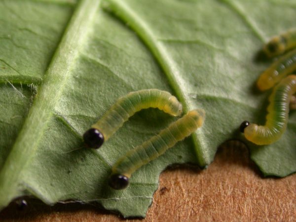 Pteronymia ozia 2nd instar or 3rd instar, KRW-185