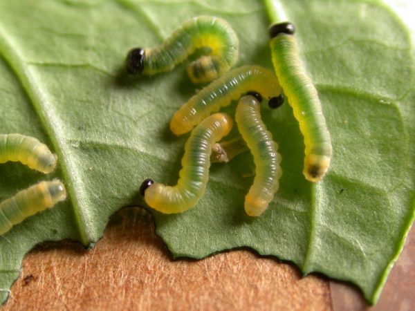 Pteronymia ozia 2nd instar or 3rd instar, KRW-185