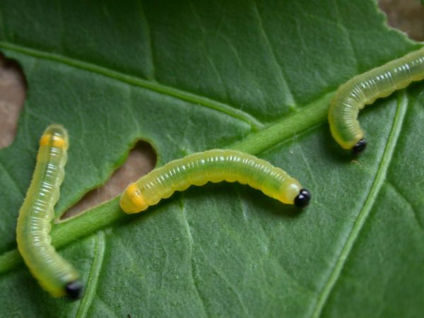 Pteronymia ozia 3rd instar, KRW-185