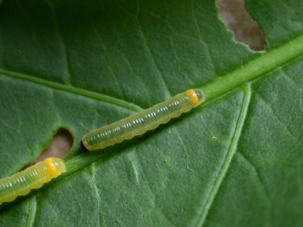 Pteronymia ozia 3rd instar, KRW-185