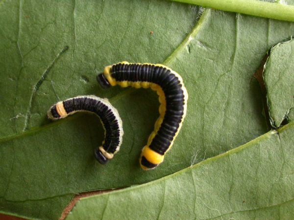 Pteronymia ozia 5th instar, KRW-185