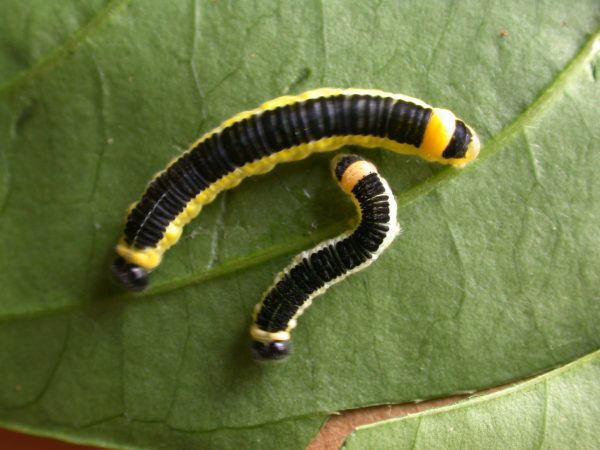 Pteronymia ozia 5th instar, KRW-185
