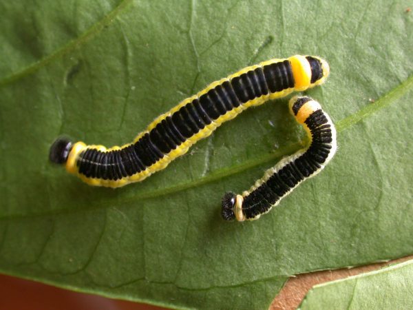 Pteronymia ozia 5th instar, KRW-185