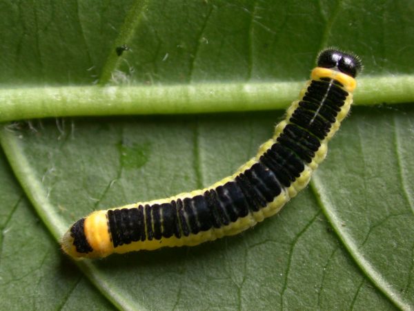 Pteronymia ozia 5th instar, KRW-185