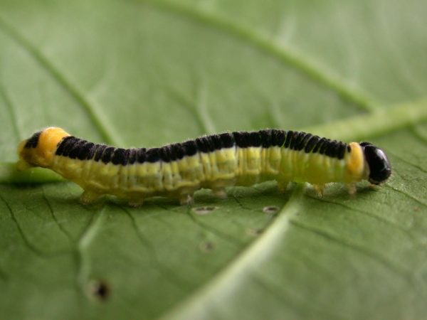 Pteronymia ozia 5th instar, KRW-185