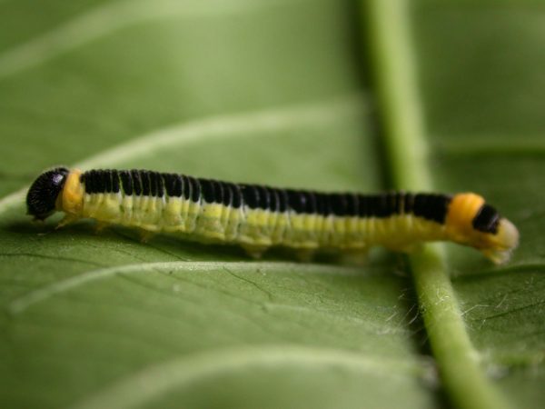 Pteronymia ozia 5th instar, KRW-185