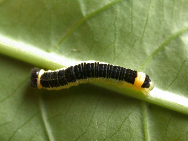 Pteronymia ozia 5th instar, KRW-185