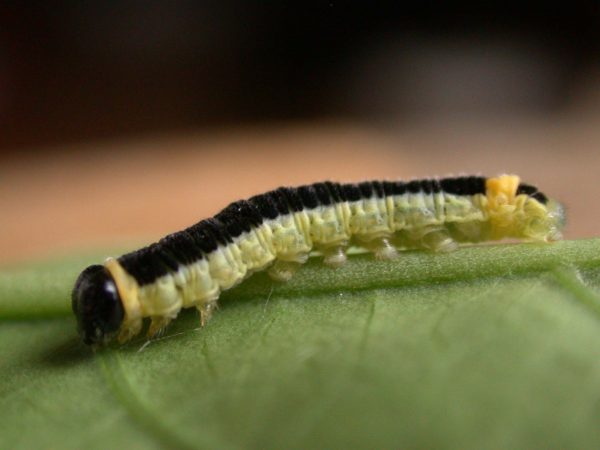 Pteronymia ozia 5th instar, KRW-185