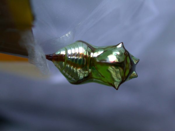 Pteronymia ozia pupa dorsal, KRW-185