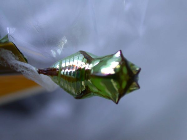 Pteronymia ozia pupa dorsal, KRW-185