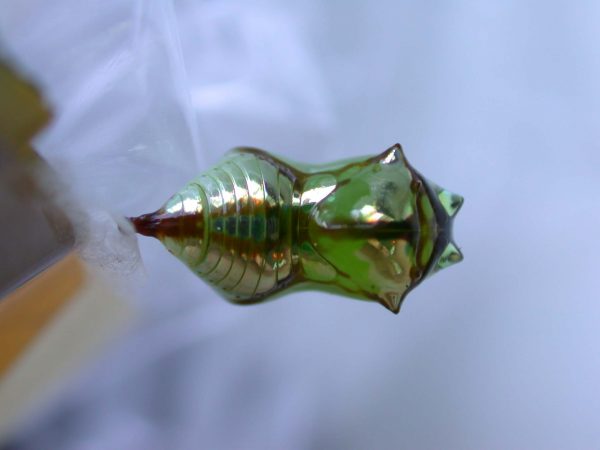 Pteronymia ozia pupa dorsal, KRW-185