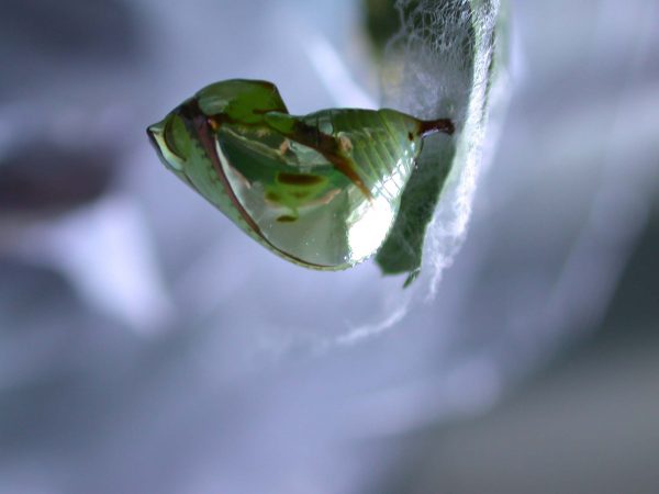 Pteronymia ozia pupa lateral, KRW-185