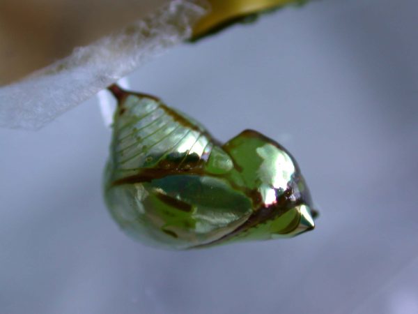 Pteronymia ozia pupa lateral, KRW-185
