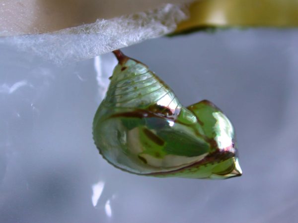 Pteronymia ozia pupa lateral, KRW-185