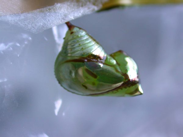 Pteronymia ozia pupa lateral, KRW-185