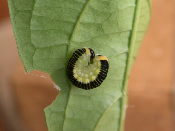 Pteronymia ozia prepupa, KRW-185