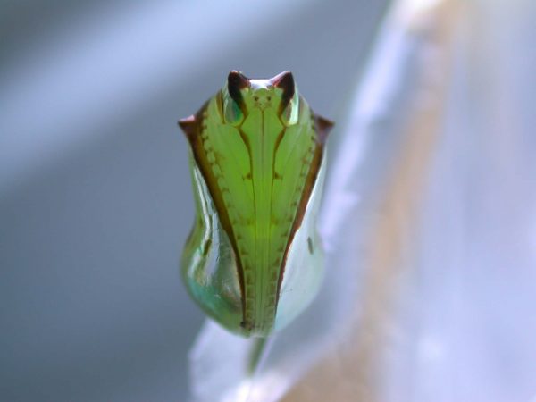 Pteronymia ozia pupa ventral, KRW-185
