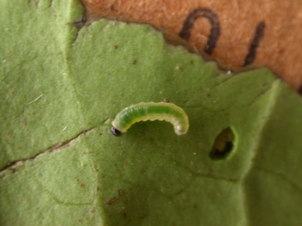 Pteronymia serrata 2nd instar, KRW-150