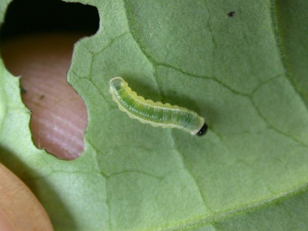 Pteronymia serrata 2nd instar, KRW-152