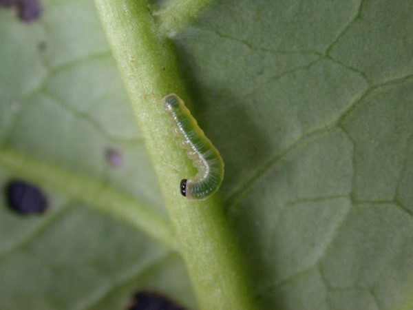 Pteronymia serrata 2nd instar, KRW-152