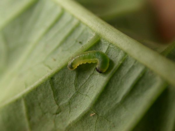 Pteronymia serrata 2nd instar, KRW-154-1