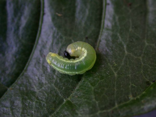 Pteronymia serrata 2nd instar, KRW-24