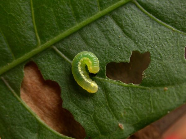 Pteronymia serrata 3rd instar, KRW-150