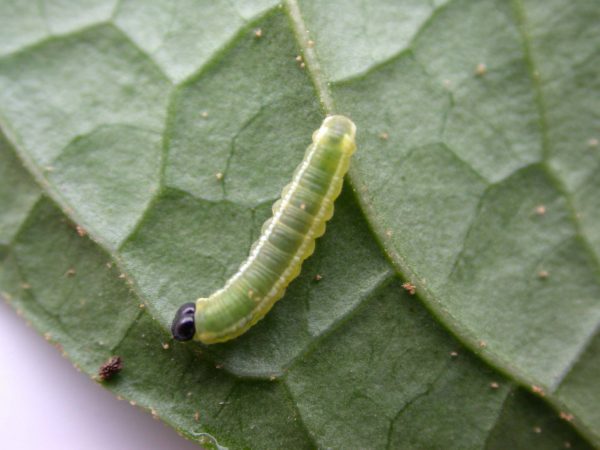 Pteronymia serrata 3rd instar, KRW-82
