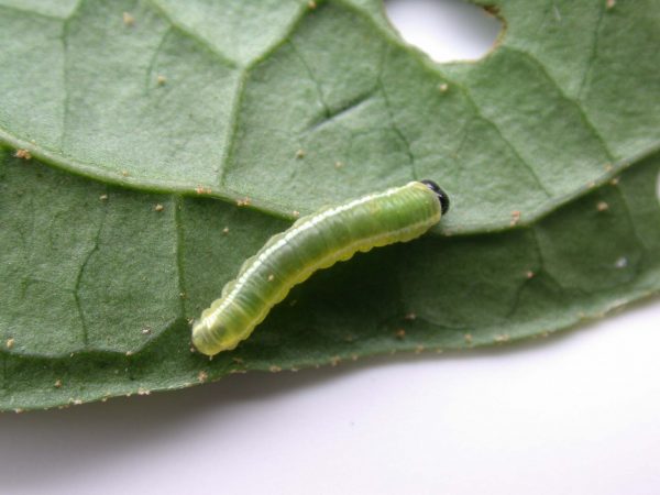 Pteronymia serrata 3rd instar, KRW-82