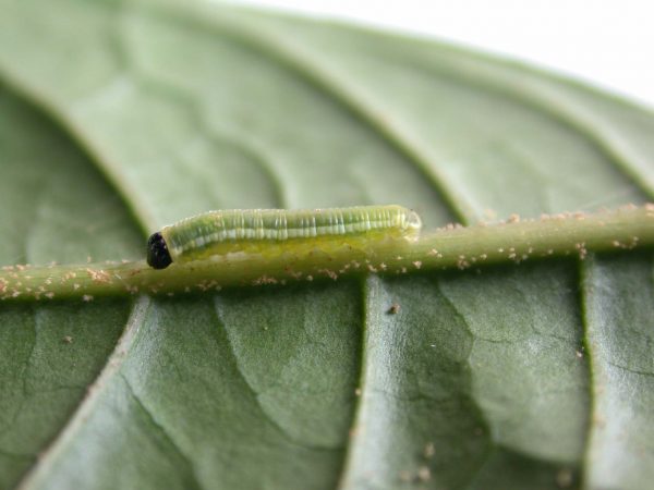 Pteronymia serrata 3rd instar, KRW-82