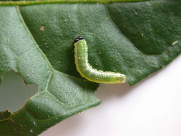 Pteronymia serrata 3rd instar, KRW-82