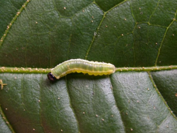 Pteronymia serrata 3rd instar, KRW-82