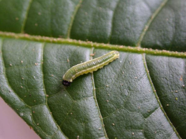 Pteronymia serrata 3rd instar, KRW-82