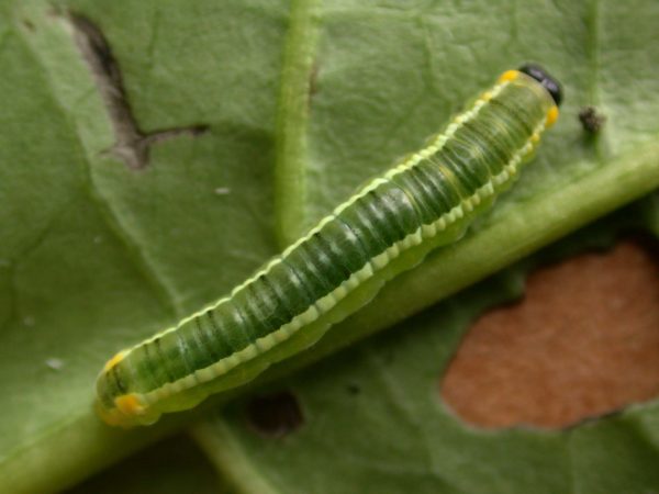 Pteronymia serrata 4th instar, KRW-149