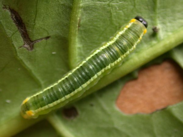 Pteronymia serrata 4th instar, KRW-149
