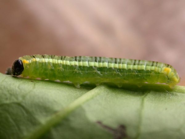 Pteronymia serrata 4th instar, KRW-149