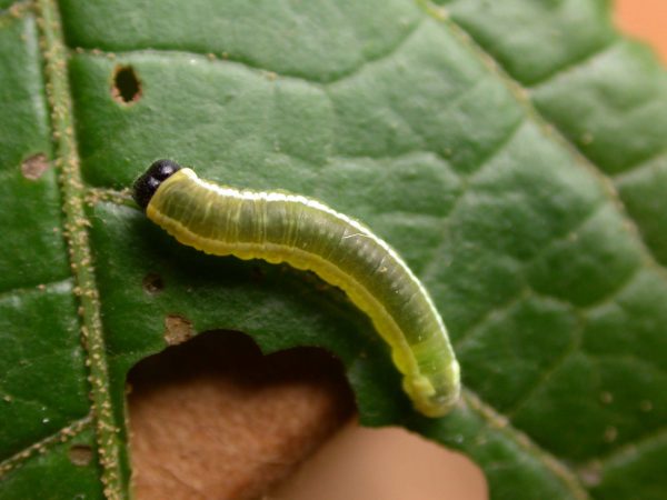 Pteronymia serrata 4th instar, KRW-150