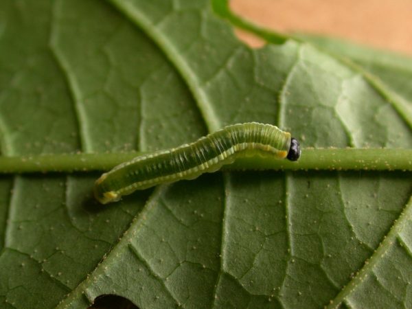 Pteronymia serrata 4th instar, KRW-150
