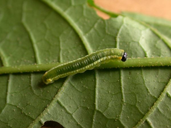 Pteronymia serrata 4th instar, KRW-150