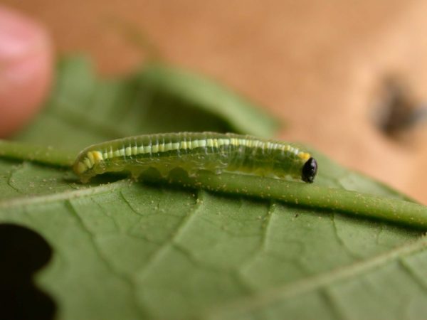 Pteronymia serrata 4th instar, KRW-150