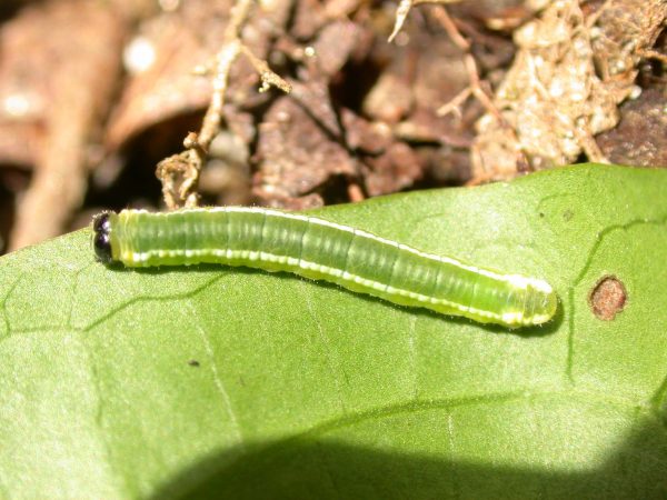 Pteronymia serrata 4th instar, KRW-152