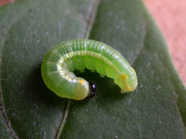 Pteronymia serrata 4th instar, KRW-152
