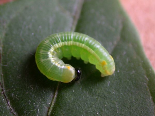 Pteronymia serrata 4th instar, KRW-152