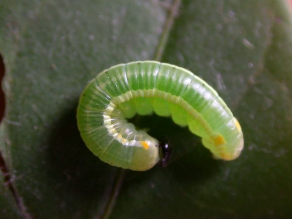 Pteronymia serrata 4th instar, KRW-152